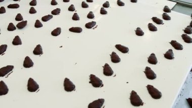 Şeker fabrikası. Taşıma bandında taze şekerler.