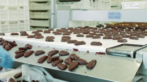 Un mucchio di deliziosi dolci al cioccolato che giacciono sul nastro trasportatore sulla fabbrica di dolciumi. Fabbrica di caramelle. — Video Stock