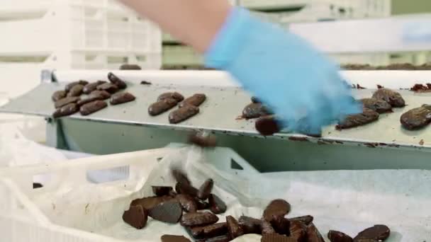 Snoepfabriek. Chocolade snoepjes liggend op de transportband. — Stockvideo