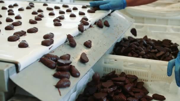 Σοκολάτα καραμέλες που βρίσκονται σε μεταφορέα. Εργοστάσιο ζαχαρωτών. — Αρχείο Βίντεο