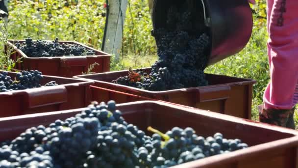 Recolección de uvas al aire libre a la luz del sol — Vídeo de stock