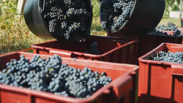 Grape harvesting outdoors in sunlight — Stock Video