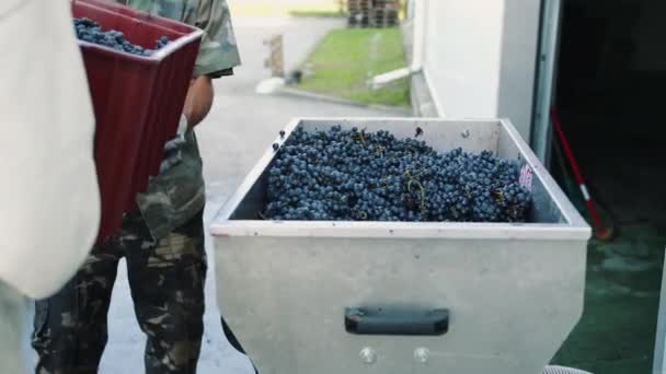 Gieten van rijpe druiven in grinder — Stockvideo