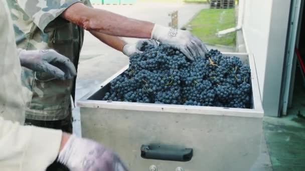 Verter uvas maduras en la picadora — Vídeo de stock