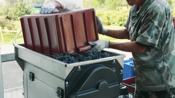 Verter uvas maduras en la picadora — Vídeo de stock