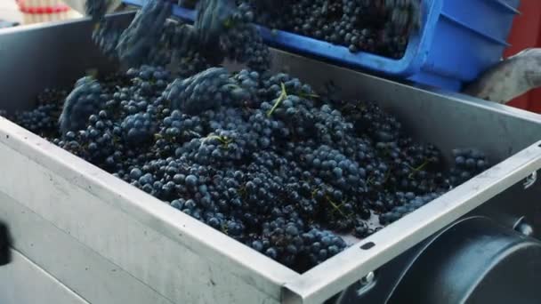 Verter uvas maduras en la picadora — Vídeo de stock
