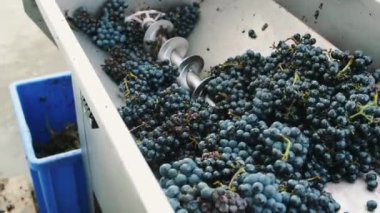 Makinede Olgun üzüm işleme.