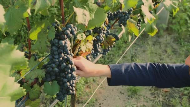 Чоловік на винограднику зі спеціальним інструментом, що стоїть на зеленому винограднику — стокове відео