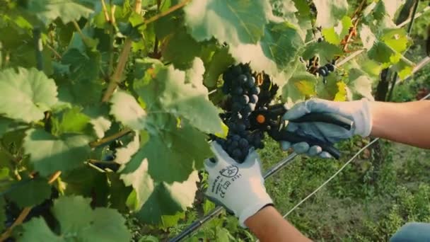 男切削ブドウ収穫プロセス中に。スローモーション. — ストック動画