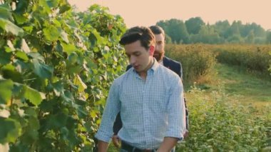 Erkekler üzerinde üzüm keşfetmek bağ coworking.