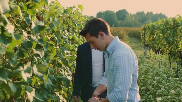Коворкинг мужчин на винограднике исследуя виноград . — стоковое видео