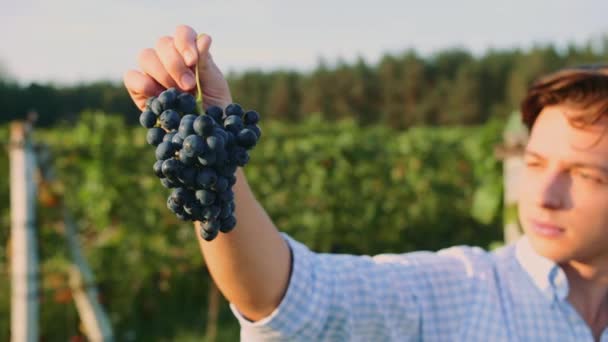 Ensayo de maduración de uvas por el hombre — Vídeo de stock