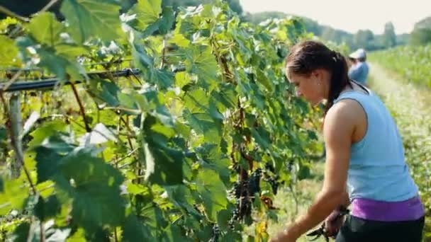 포도 수확 과정에서 절단 하는 여자. 슬로우 모션. — 비디오