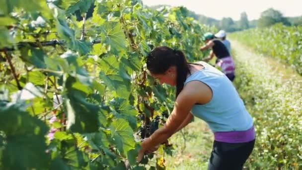 Збирання врожаю винограду рядами винограду. — стокове відео