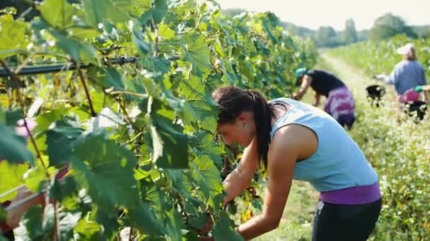 Harvesters cutting bunch of grapes in vineyard rows — 비디오