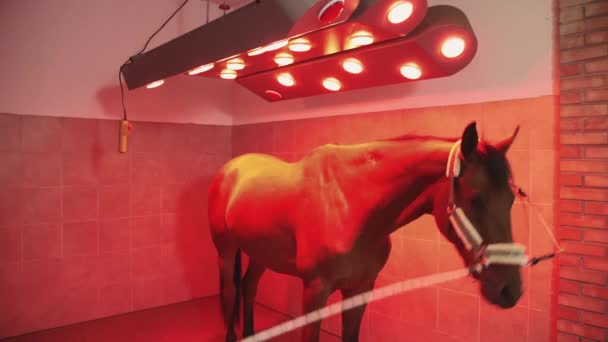 Horse under infrared lamp. — Stock Video