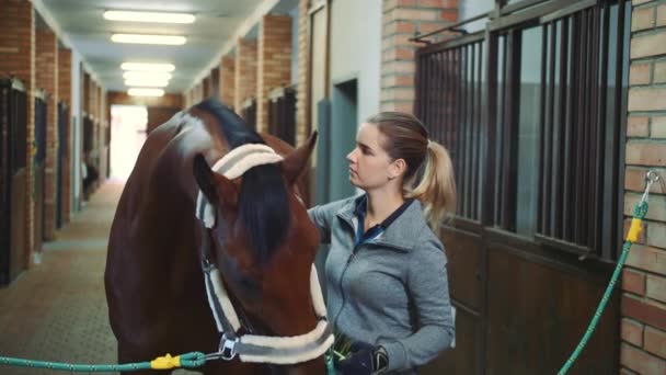 Woman brushing fur of beautiful horse. — Stock Video