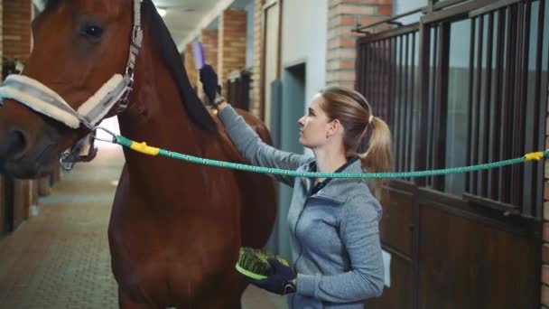 Jonge vrouw verzorging van paard en borstelen van de vacht vóór nemen rit — Stockvideo