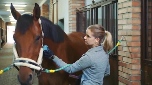 Vrouw Borstelen Van Vacht Van Mooi Paard Jonge Vrouw Verzorging — Stockvideo