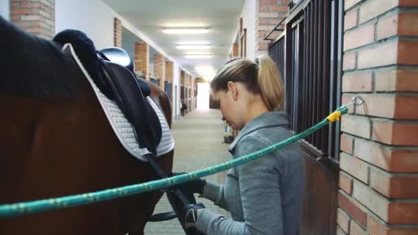 Jovem mulher preparando cavalo para treinamento e fixação sela nas costas em pé no estábulo . — Vídeo de Stock