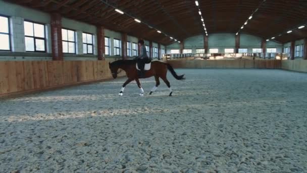 Vrouw rijdt paard snel op arena — Stockvideo