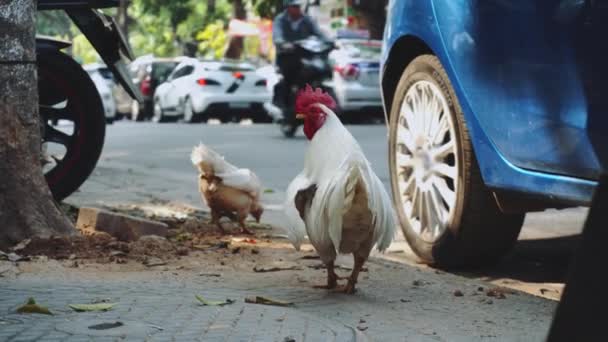 Galo andando nas ruas da cidade grande. Hanói. Vietname — Vídeo de Stock