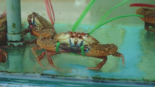 Crabe Dans Eau Vivant Avec Des Pinces Attachées Dans Supermarché — Video