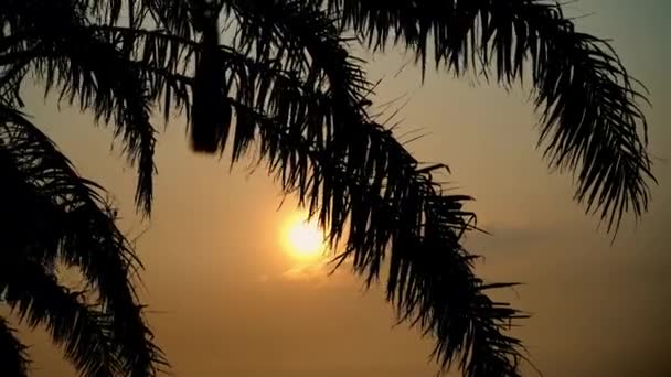 Zonsondergang uitzicht door kokosnoot palmblad op tropische zee. Reisbestemming — Stockvideo