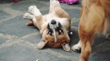 Bir köpek ile oyun ve atlama köpek portre.