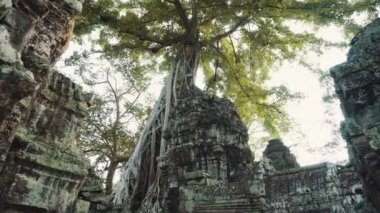 Büyük Banyan Ağacı Antik Angkor Wat Panorama Gündoğumu Asya 'yı harap etti