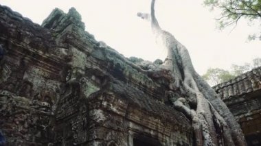 Angkor Wat Ficus Strangulosa antik Khmer Harabeleri yukarı Tilt