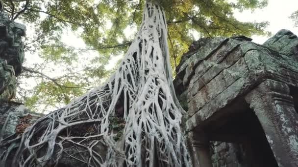 Kambodža Angkor Wat Ta Prohm Temple Tomb Raider Roots Ruins — Stock video