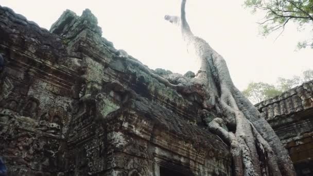 Angkor Wat Ficus Strangulosa Antiguas ruinas jemeres inclinadas hacia arriba — Vídeo de stock