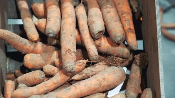 Primer plano del mostrador con zanahorias — Vídeo de stock