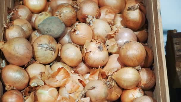 Close-up of counter with onions — Stock Video
