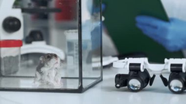 Kimya laboratuvarında cam kapta hamster yakın çekim görünümü