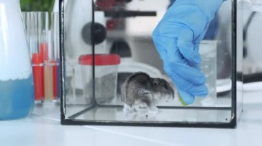 Hamster organik madde yiyerek deney yapan bilim adamı