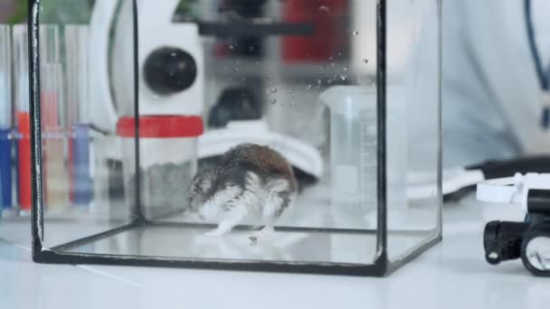 유리 용기에 마우스를 클로즈업하여 화학 실험실 작업 장소의 Panninng 샷 — 비디오