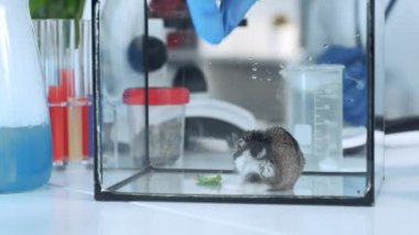 Bilim adamının bir hamstera kimya laboratuarında yemesi için bitki yaprağı verirken yakın plan fotoğrafı.
