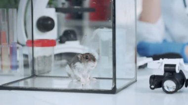 Laboratuardaki çalışma masasında cam kabın içindeki laboratuvar hamsterı.