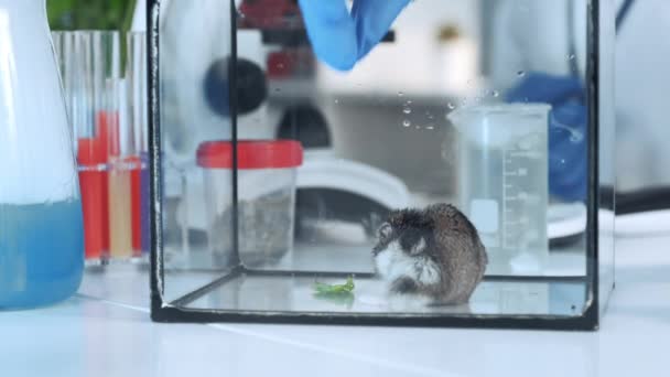 Närbild skott av vetenskapsman hand ger en hamster en växt blad att äta i kemi lab — Stockvideo