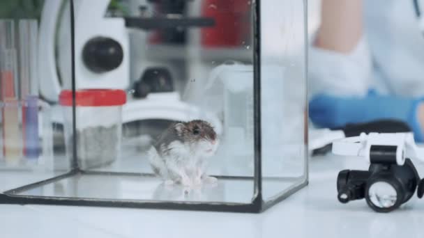 Hamster de laboratório em recipiente de vidro na mesa de trabalho em laboratório de química — Vídeo de Stock