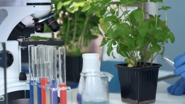 Κοντινό πλάνο των χεριών του επιστήμονα σε γυαλιά ασφαλείας προσθέτοντας υγρό στο φυτό σε γλάστρα — Αρχείο Βίντεο