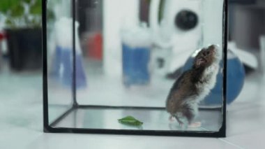 Cam bir kapta küçük hamster Yakın çekim