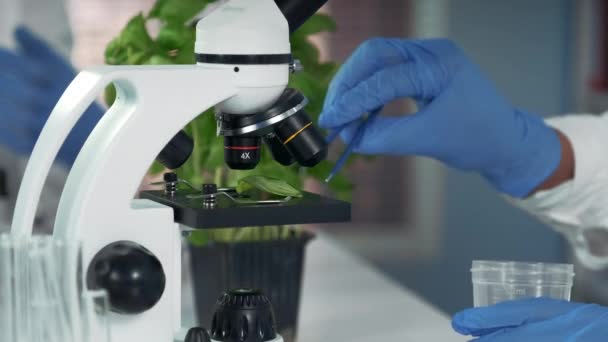 Close-up van wetenschapper die chirurgische scharen gebruikt om planten blad van Microscoop fase naar plastic beker te zetten — Stockvideo