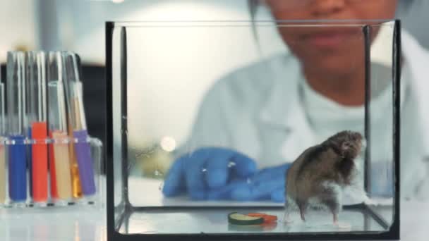 En laboratorio moderno médico de química negra en gafas de seguridad mirando las condiciones físicas de los hámsters después del experimento — Vídeo de stock