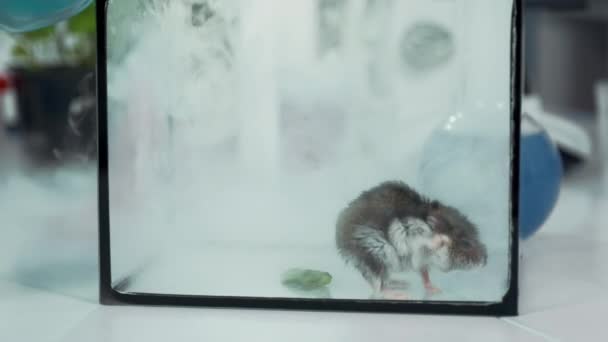 Gros plan de souris de laboratoire en fumée dans un récipient en verre — Video