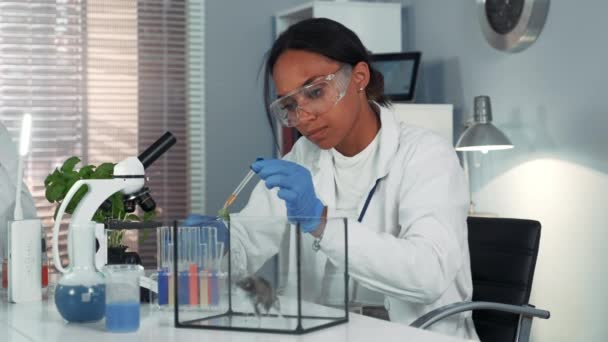 Gemengde ras onderzoek wetenschapper die experiment met lab muis door het geven van wat doezelen van de geneeskunde — Stockvideo