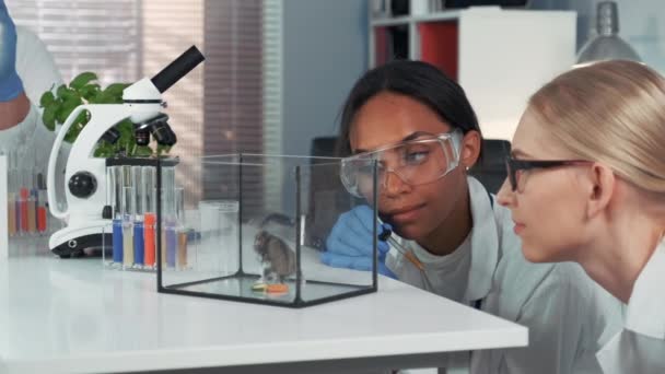 Twee multiraciale vrouwelijke wetenschappers tonen verbazing tijdens het experiment met laboratoriumhamster — Stockvideo