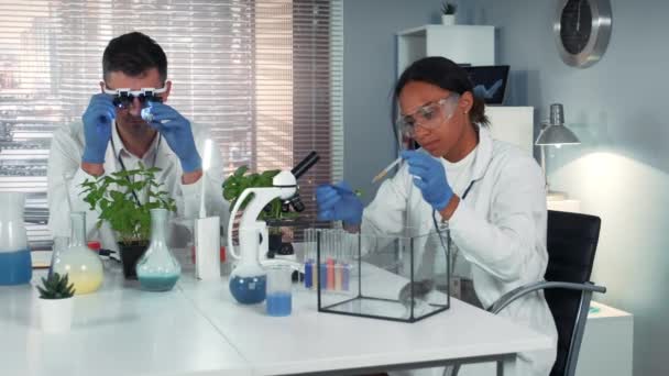 Científico investigador negro dejando caer líquido químico en la hoja de la planta y luego dárselo al hámster — Vídeo de stock
